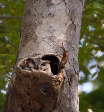 Dusky owl